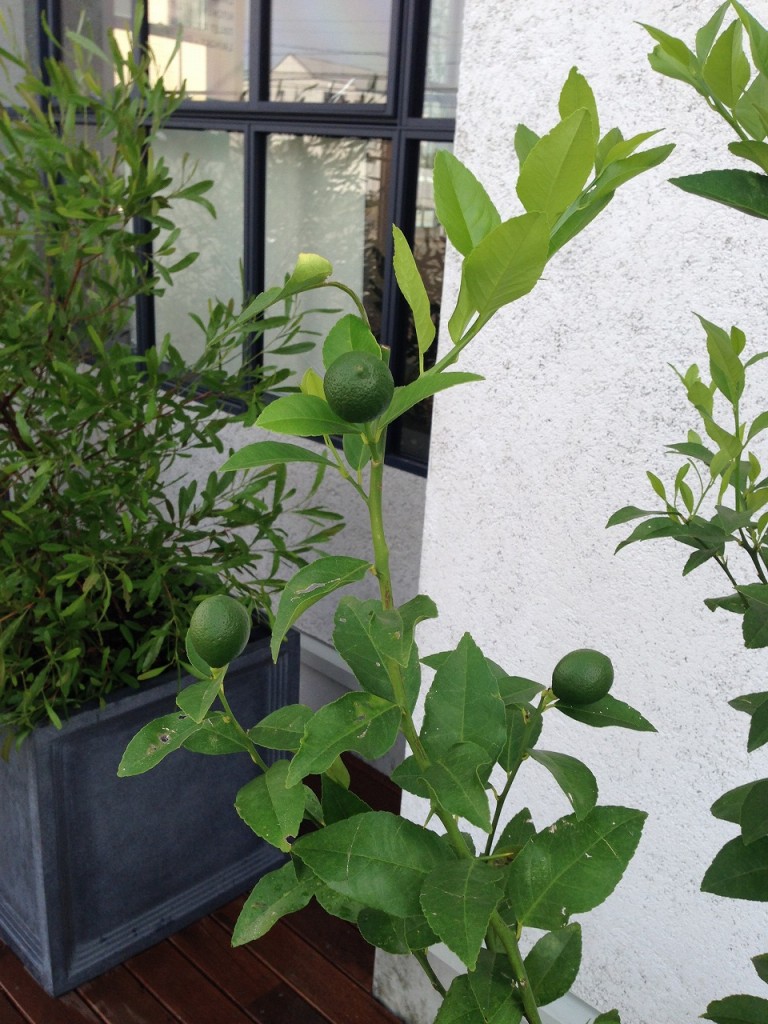 レモンの実が大きくなってきています。
