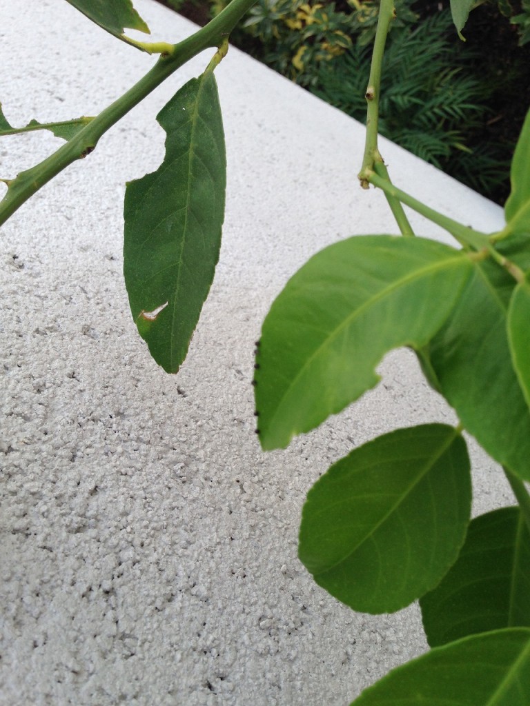 レモンの葉に産み付けられた虫の卵