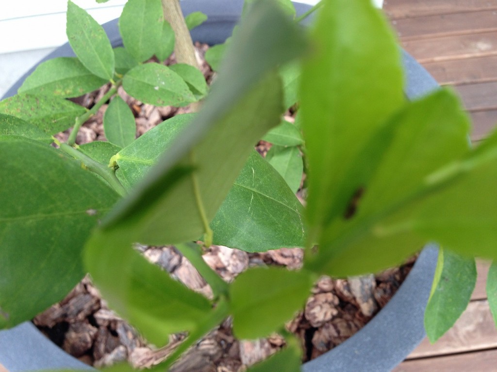 レモンの葉についた虫