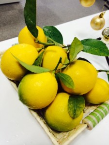 レモン収穫