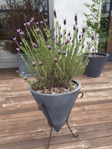 フレンチラベンダー 紫の花