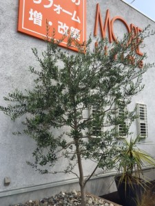 オリーブの木