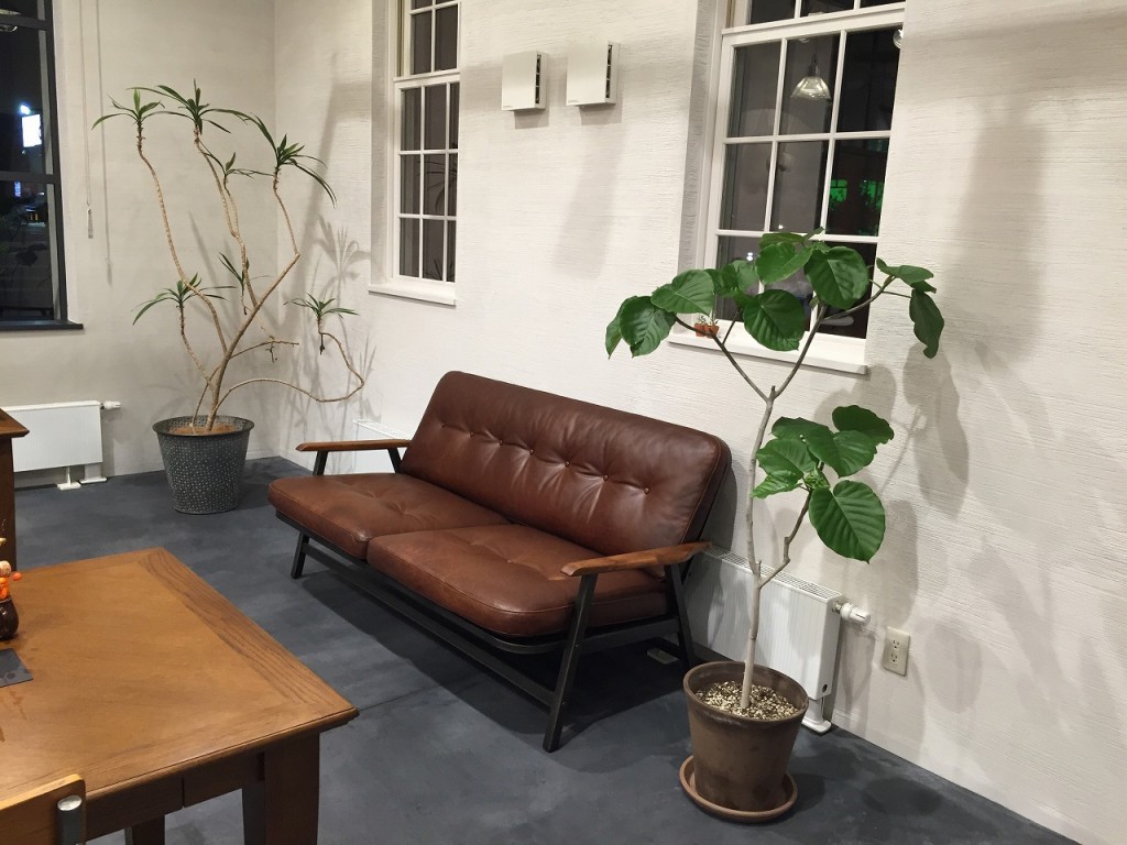 フィカスウンベラータ