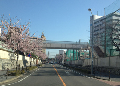 桜1トリミング