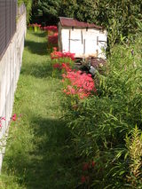 今年は遅いのかな３