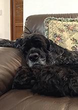 冬の寒さ対策は床暖房と二重サッシで解決！愛犬も大喜び　床暖房・ペットフローリング